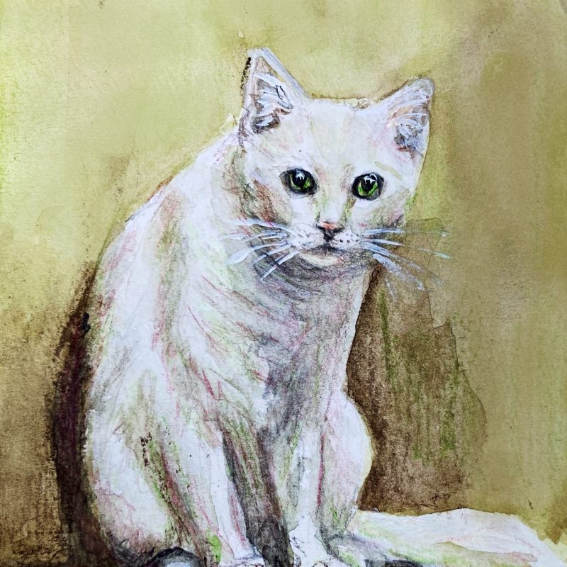 cat