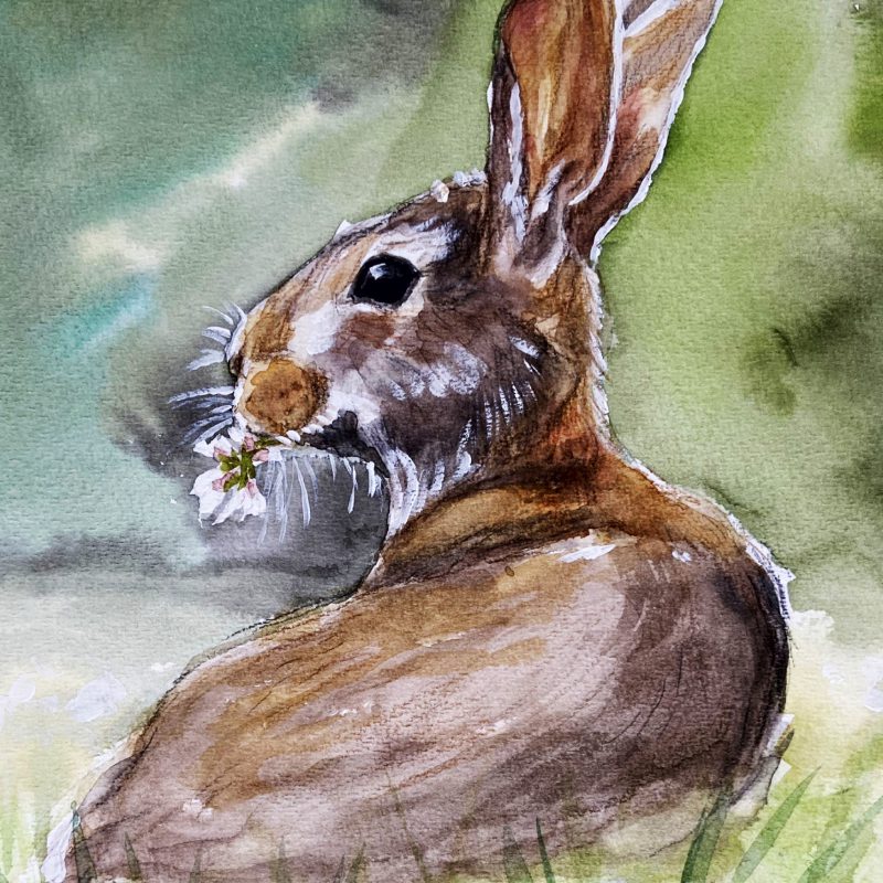 Hare